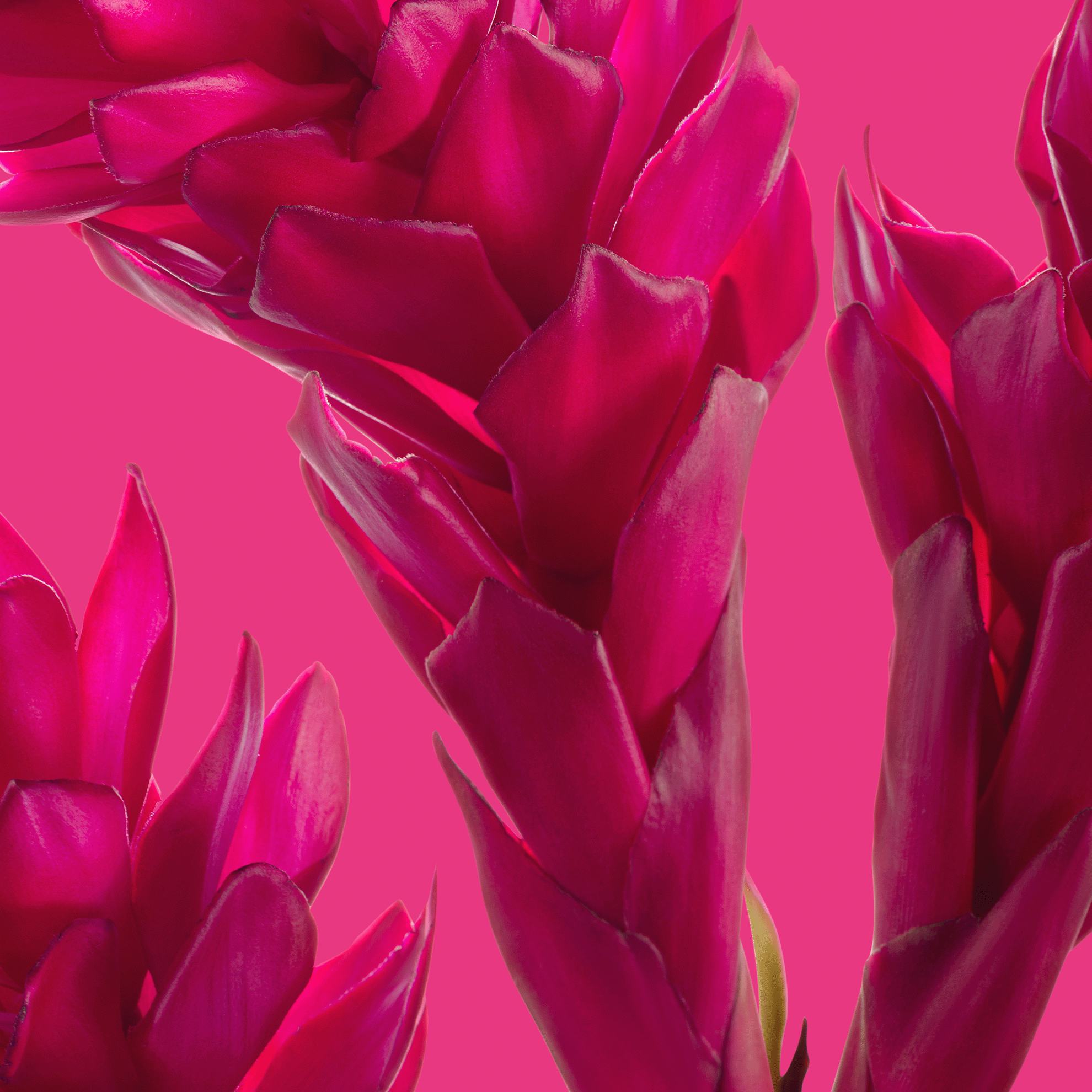 Color
